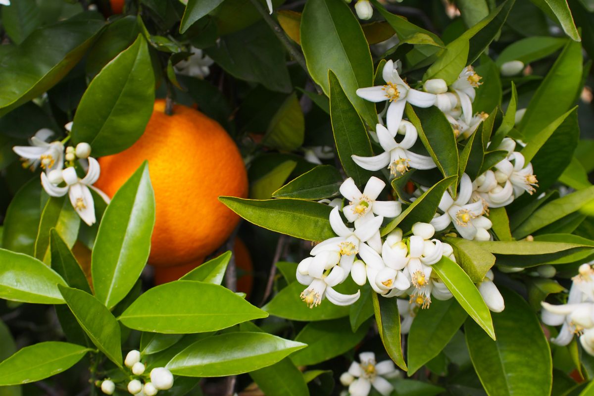 When and how do oranges flower and fruit.jpg